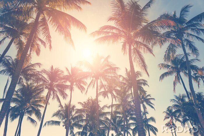 Poster  Feuilles de palmier sur fond de soleil