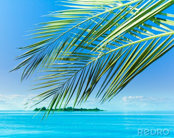Poster  Feuilles de palmier sur le paysage marin