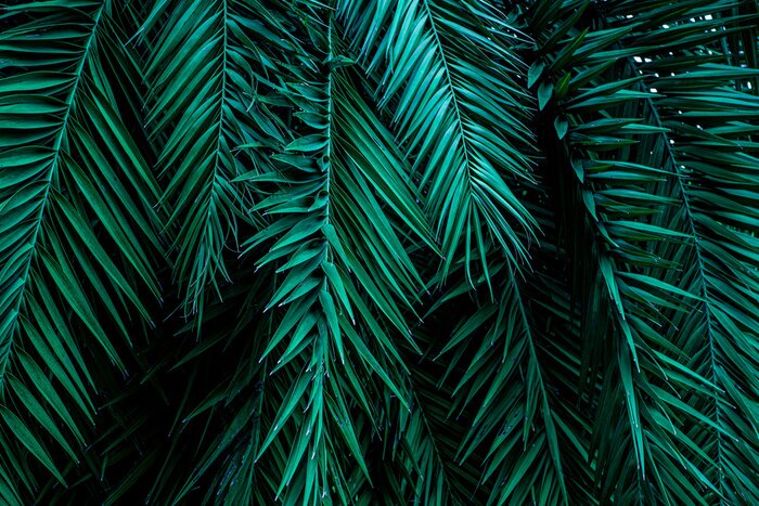 Poster  Feuilles de palmier tropicales 3D