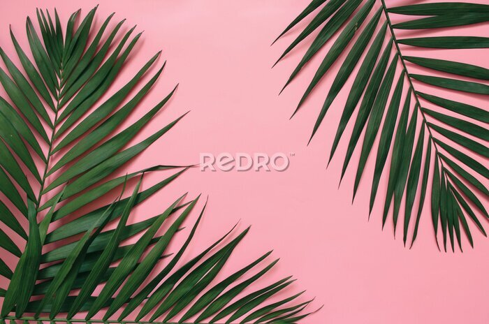 Poster  Feuilles de palmier tropicales vertes sur un fond rose