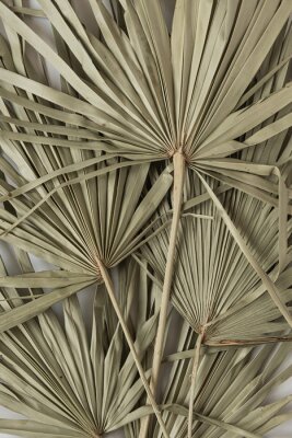 Poster  Feuilles de palmier vert pâle séchées