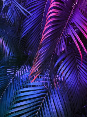 Poster  Feuilles de palmier violet