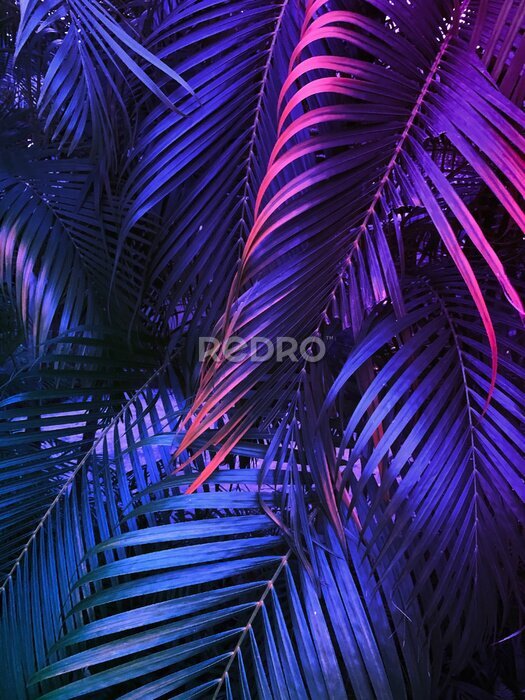 Poster  Feuilles de palmier violet