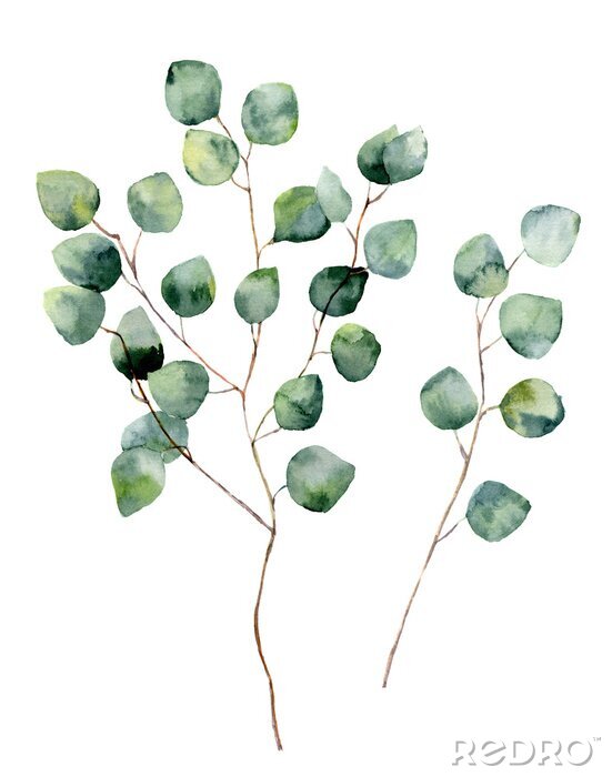 Poster  Feuilles délicates d'eucalyptus sur des brindilles