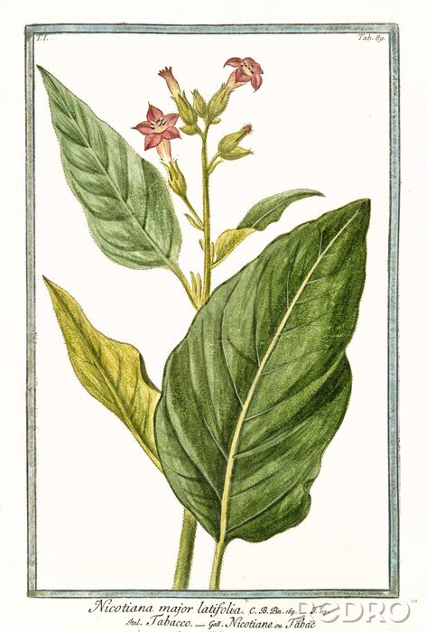 Poster  Feuilles et fleurs de tabac sur une illustration