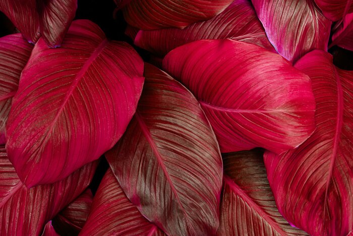 Poster  Feuilles rouges