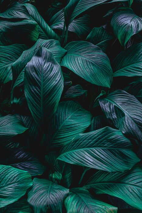 Poster  Feuilles spathy vert foncé