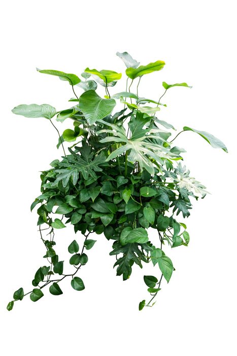 Poster  Feuilles tropicales formant un bouquet