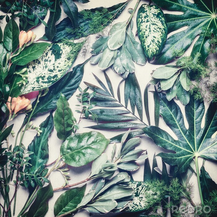 Poster  Feuilles tropicales rétro