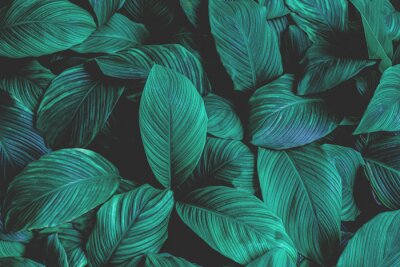 Papier peint  Feuilles tropicales sur fond sombre
