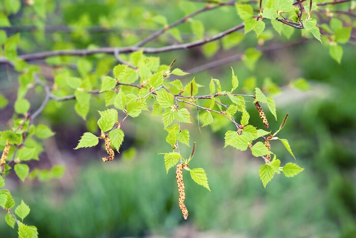 Poster  Feuilles vertes de bouleau