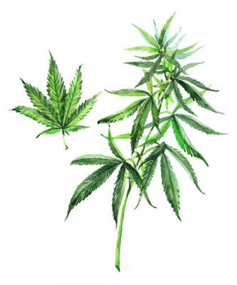 Poster  Feuilles vertes de cannabis médicinal