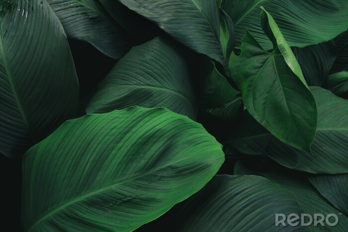 Poster  Feuilles vertes exotiques