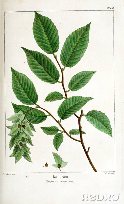 Poster  Feuilles vertes illustration botanique