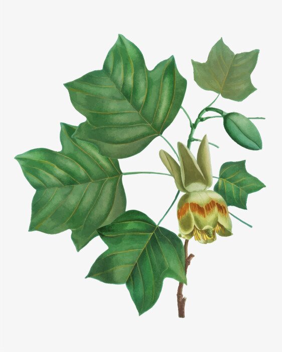 Poster  Feuilles vertes sur une branche de tulipier