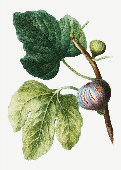 Poster  Figues sur fond de feuilles vertes