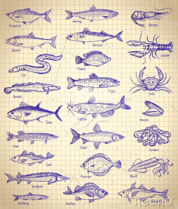 Poster  Fish and seafood graphic illustration set