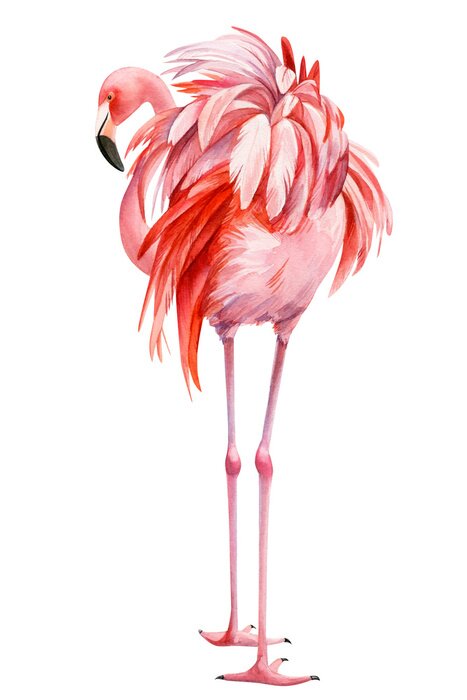 Poster  Flamant rose aquarelle