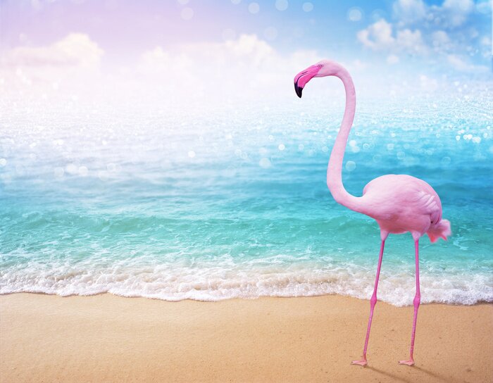 Poster  Flamant rose avec la mer en arrière-plan