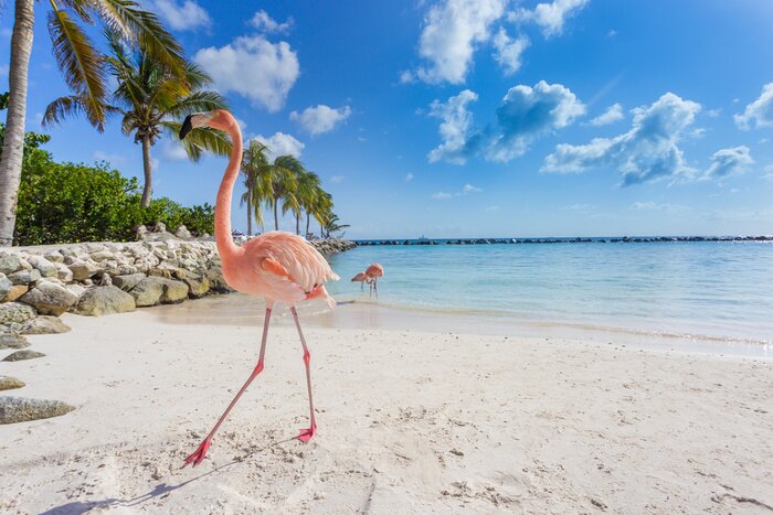 Poster  Flamant rose clair sur la plage