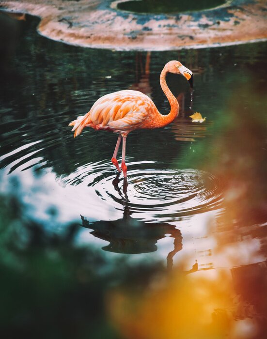 Poster  Flamant rose dans l'eau
