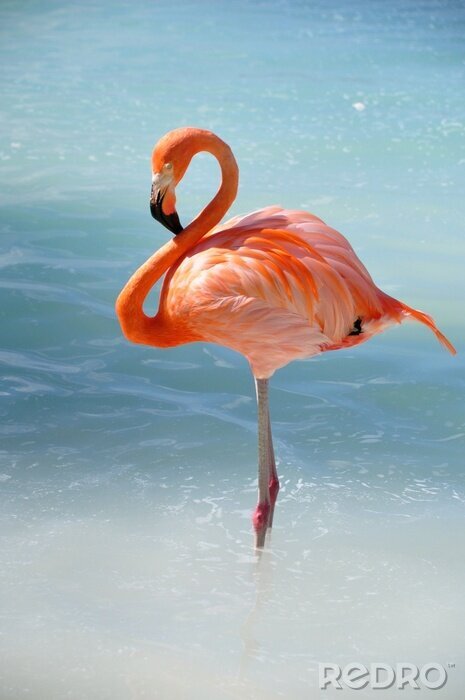 Poster  Flamant rose dans l'eau bleue