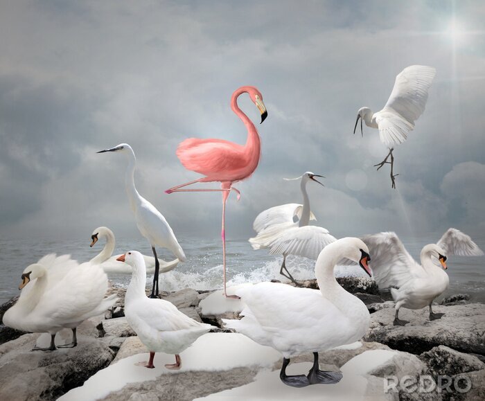 Poster  Flamant rose majestueux parmi les oiseaux blancs