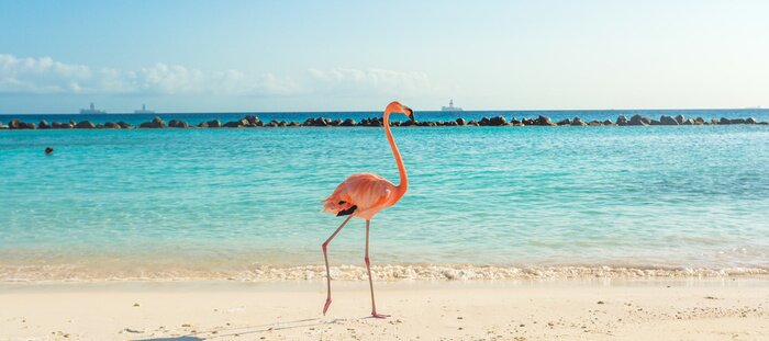 Poster  Flamant rose sur la plage d'Aruba