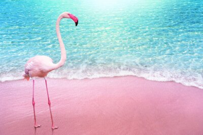 Flamant rose sur une plage rose