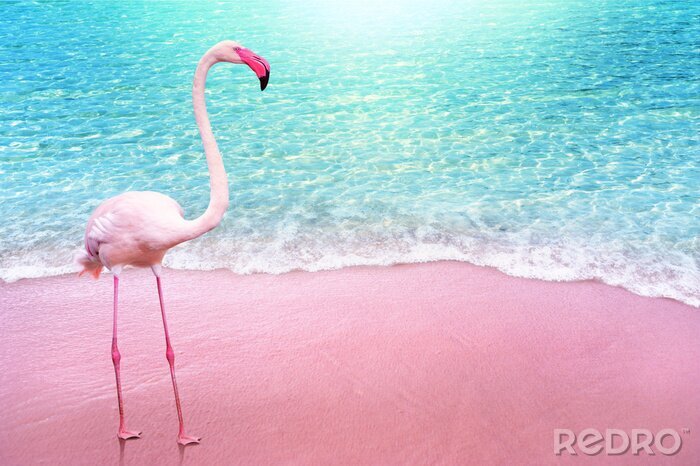 Poster  Flamant rose sur une plage rose
