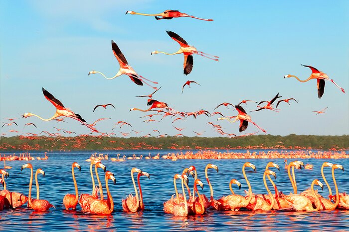 Poster  Flamant roses dans une baie au Mexique