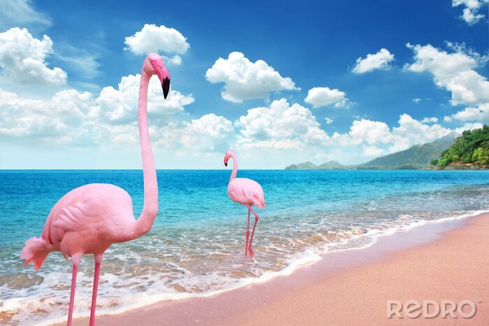 Poster  Flamant roses sur la plage