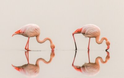 Poster  Flamants roses avec reflet dans l'eau