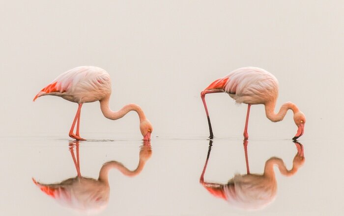 Poster  Flamants roses avec reflet dans l'eau