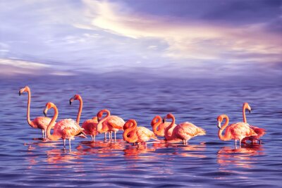 Poster  Flamants roses dans l'eau de mer