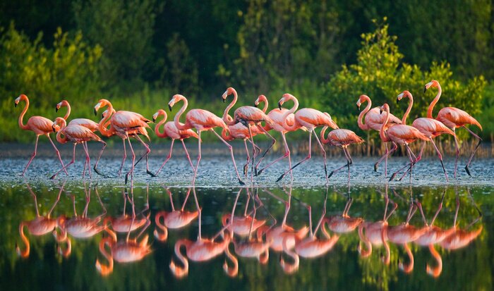 Poster  Flamants roses se reflétant à la surface de l'eau