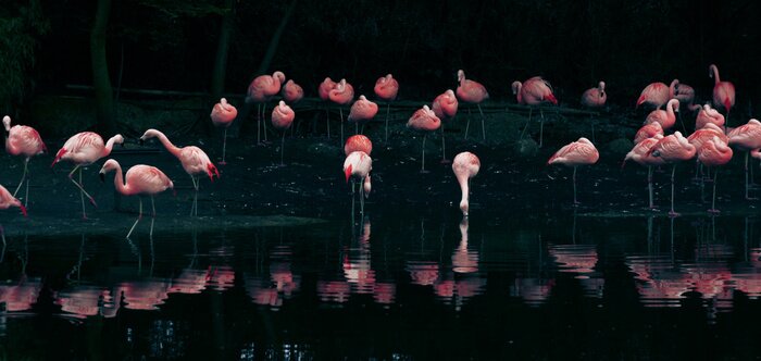 Poster  Flamants roses sur fond d'eau sombre