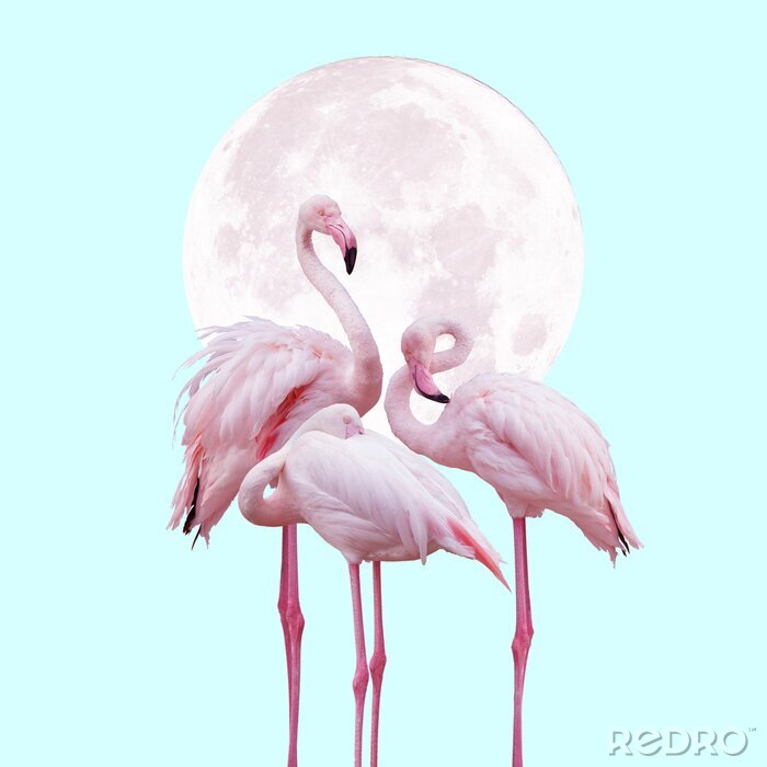 Poster  Flamants roses sur le fond de la lune