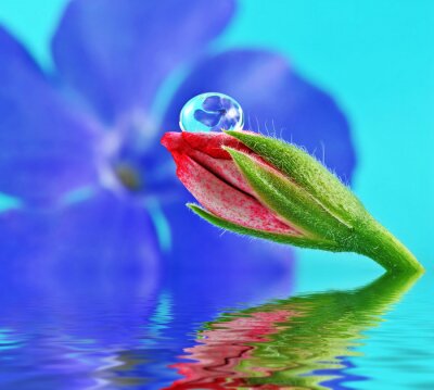 fleur à l'intérieur de la goutte d'eau