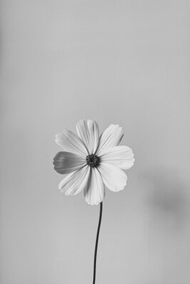 Poster  Fleur blanche minimalisme