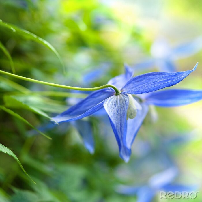Poster  Fleur bleue macro