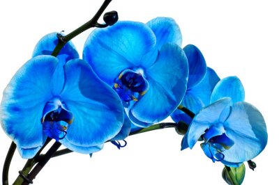 Fleur bleue sur fond blanc