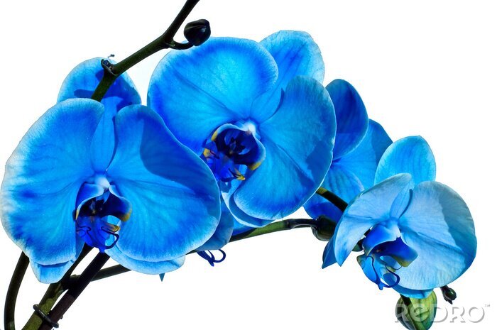 Poster  Fleur bleue sur fond blanc