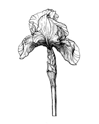 Poster  Fleur d'iris noir et blanc