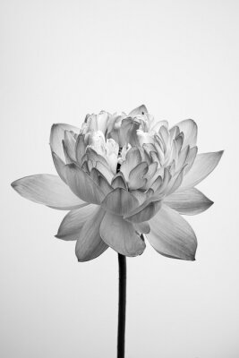 Poster  Fleur de lotus noir et blanc