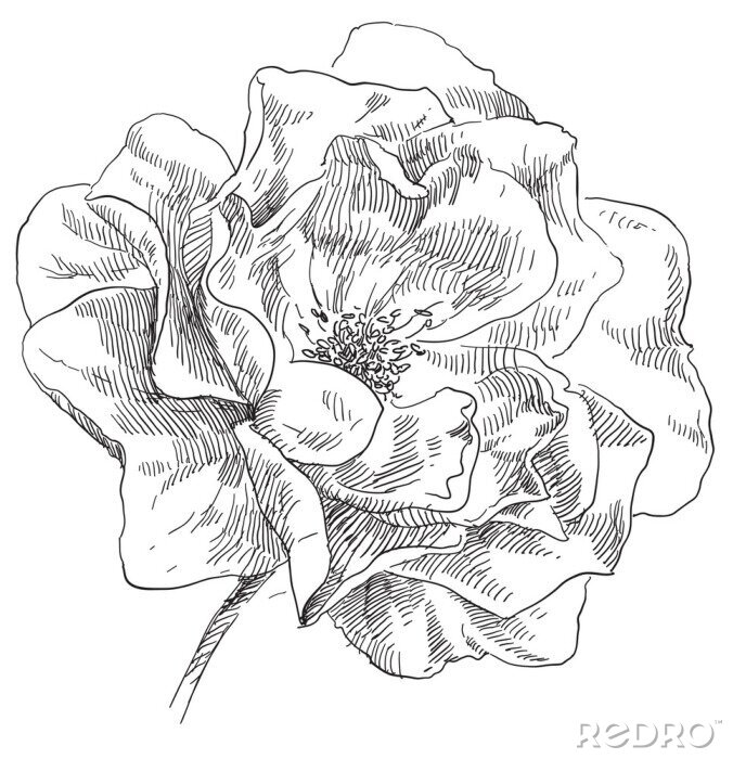 Poster  Fleur de pavot esquissée à la main