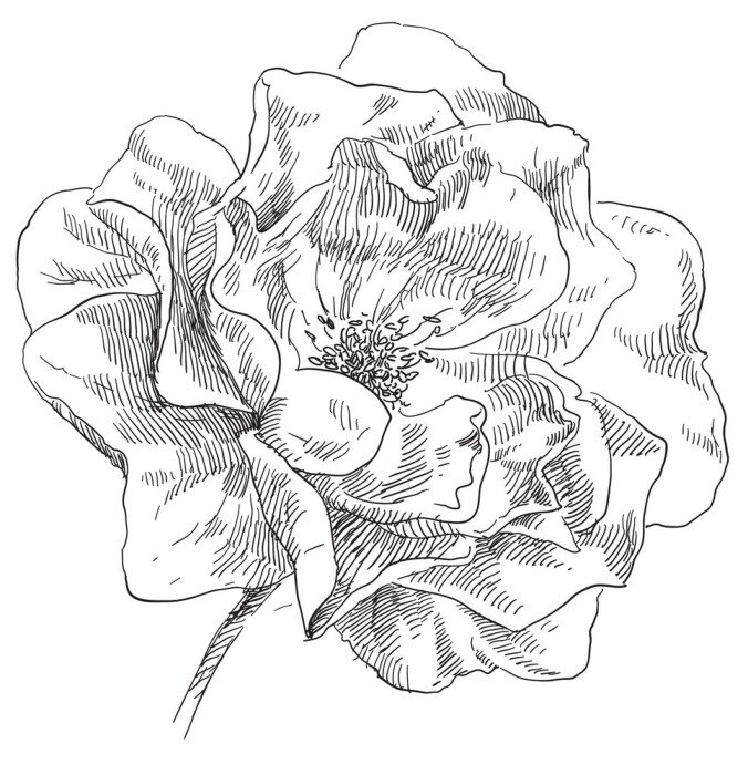 Poster  Fleur de pavot esquissée à la main