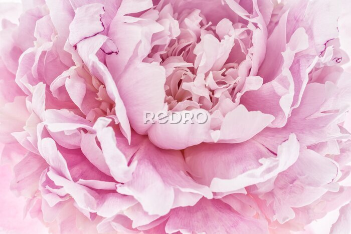 Poster  Fleur de pivoine rose