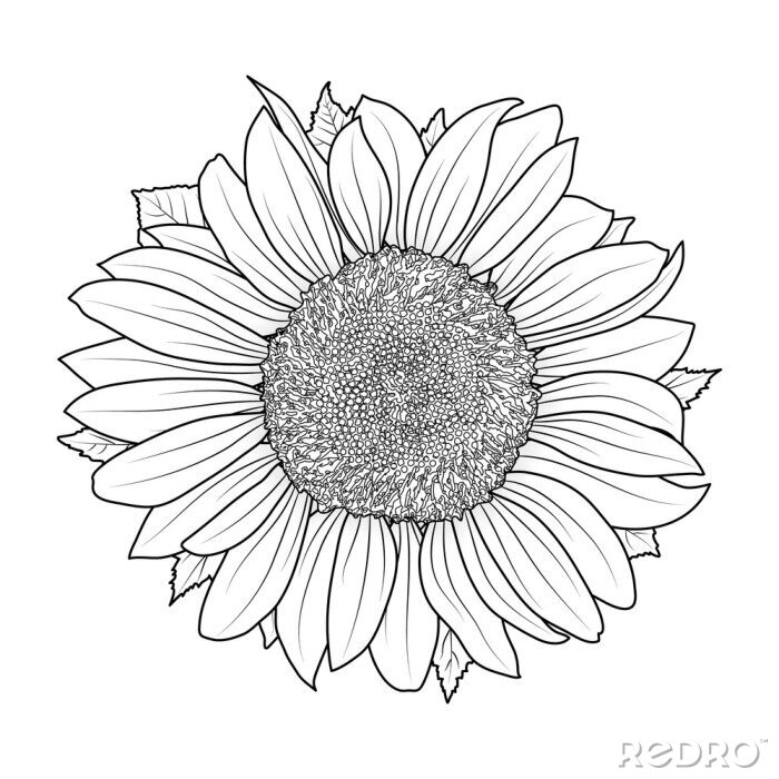 Poster  Fleur de tournesol bordée de noir
