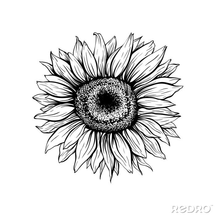 Poster  Fleur de tournesol faite avec une ligne noire